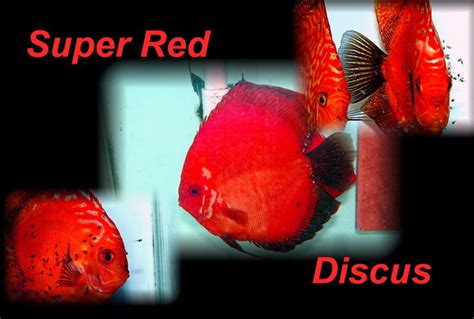 Archived Auction Fwdiscus1563041655 3 Super Red