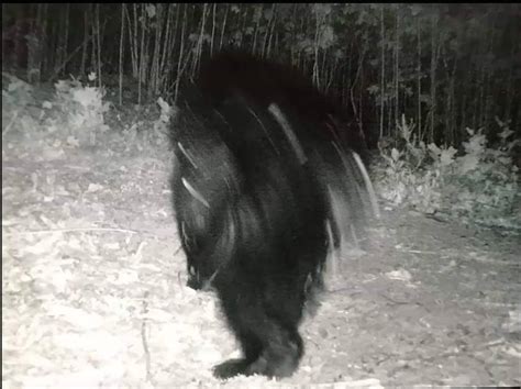 Opinions Split Over Possible Bigfoot Photo ~ The Crypto Crew