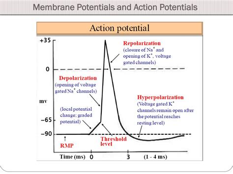 PPT - Membrane Potentials and Action Potentials PowerPoint Presentation ...