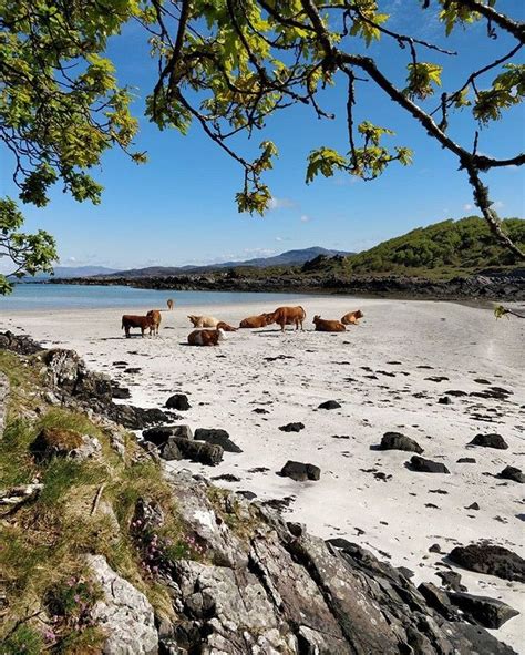 Visitscotland On Instagram Stunning Beaches And Highland Coos A Match