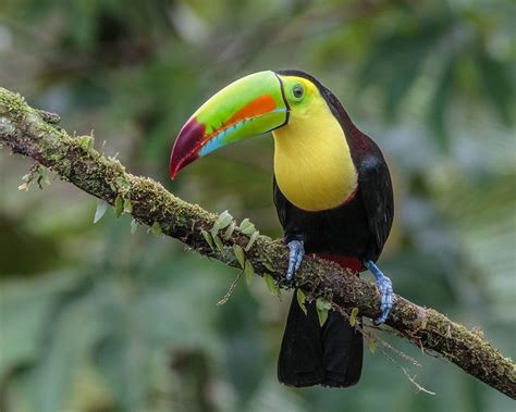 Categoryramphastos Sulfuratus Wikimedia Commons Keel Billed Toucan