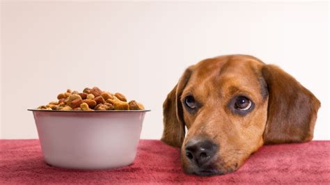 In a day or two your dog may start checking around for extra treats. Potato-Based Pet Food Could Be Linked to Heart Disease in ...