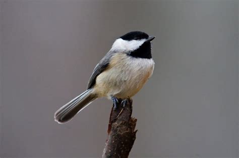 Carolina Chickadee Celebrate Urban Birds