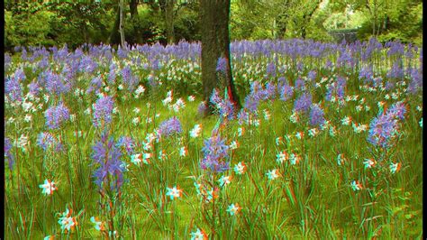 Beautiful Flowers Anaglyph 3d Redcyan Glasses Slideshow Youtube
