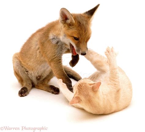 Fox And Kitten Playing 16 May Photo Wp00763