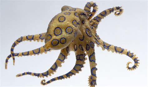 There is no known antidote to the venom, if you survive the 15 hour poisoning episode you'll live. Animal Picture: OCTOPUS