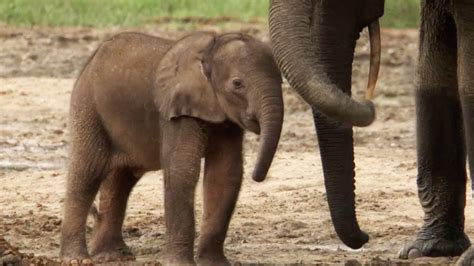 Lost Elephant Calf Cries Out For Mother Natural World Forest Elephants Bbc Earth Youtube
