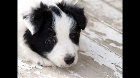 Border Collie Puppies Dogs For Sale In Jackson
