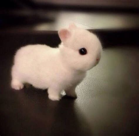 The Cutest Bunny Ever Raww