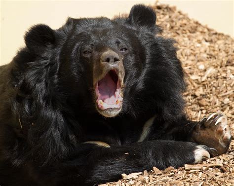 asiatic black bear tony hisgett flickr