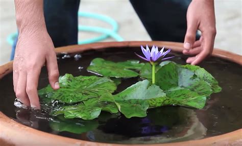 How To Grow Water Lilies In A Bowl Video The Whoot Water Lilies Small Water Gardens