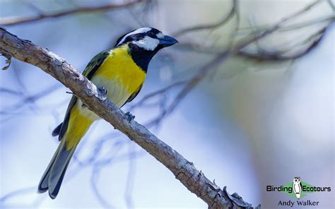 Birding Western Australia Southwest Specialties Birding Ecotours