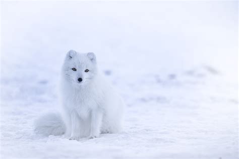 Beasts Of Iceland The Arctic Fox The Reykjavik Grapevine