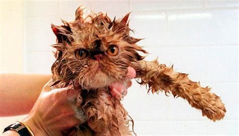 Gato Gosta De Tomar Banho Veja 15 Gatos Nada Felizes Durante O Banho