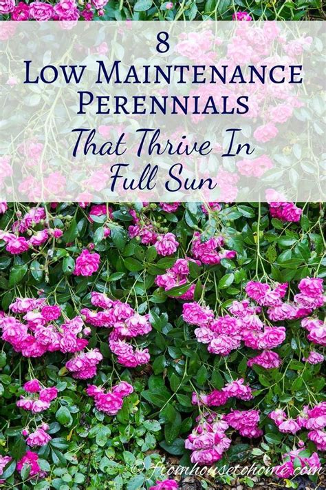The following list of perennial flowers will help you choose just which permanent plants you want to invite into your garden to stay. Full Sun Perennials 8 Low Maintenance Plants That Thrive ...