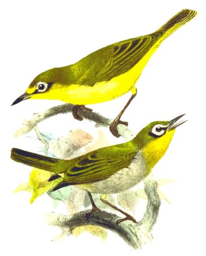 Two Yellow Birds Public Domain Vectors