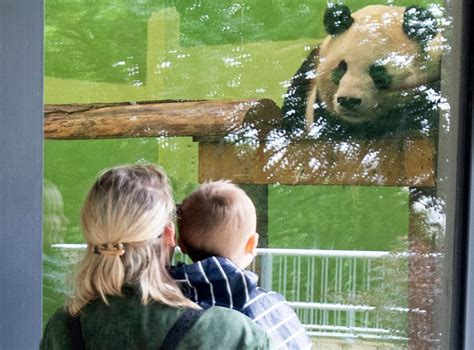 Edinburgh Zoos Giant Pandas May Return To China Next Year The