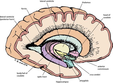 U Br Columbia Drawing Lateral View Of Brain Basal Ganglia Medial