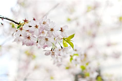 Cherry Blossom Flower Code Nurture Wildflowerwalker