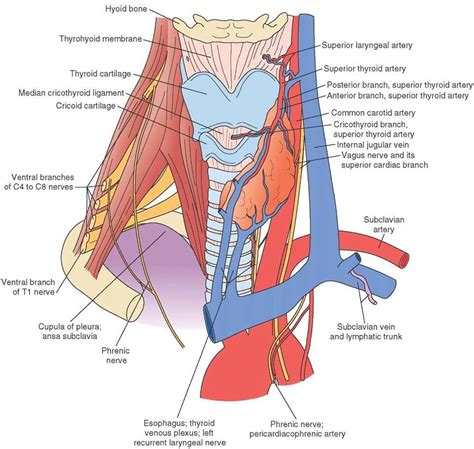 Arteries Veins Neck Human Body Anatomy Human Anatomy And Physiology