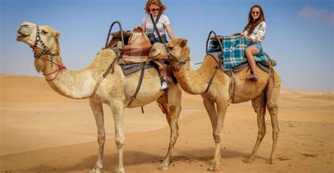 ¡descubre Qué Significa Soñar Con Camellos En 55 Diferentes Formas