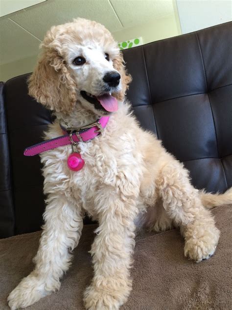 She Is Cream Or Apricot Standard Poodle Puppy Bijou Jewel In French