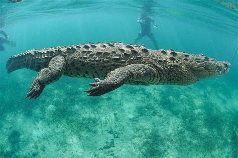 Discover How Fast Crocodiles Can Swim Top Speeds And Interesting Facts