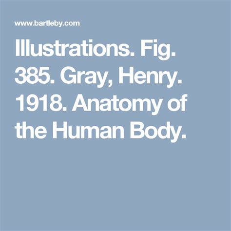 Illustrations Fig 385 Gray Henry 1918 Anatomy Of The Human Body