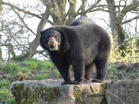 Spectacled Bear Zoochat