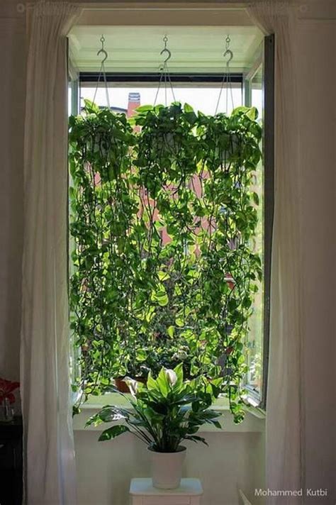 60 Marvelous Indoor Vines And Climbing Plants Decorations