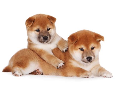 1 Shiba Inu Puppies For Sale In California