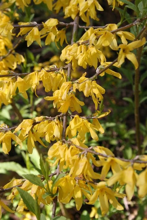 How to prune forsythia | Correct way to prune forsythia in ...