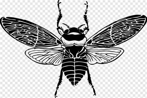Insect Wings Bee Wings Clip Art Png Download 960x647