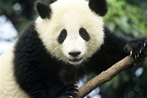 8 Fakta Hewan Panda Yang Perlu Anda Ketahui Tionghoa