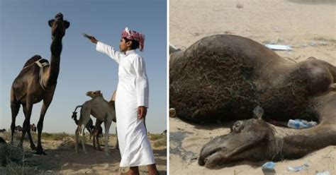 Heartbreaking Pictures Show Camels That Died From Thirst After Being Kicked Out By Saudis