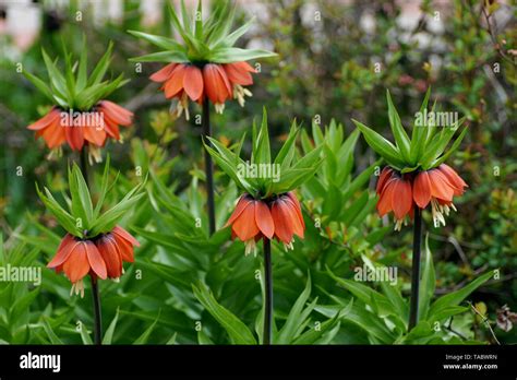 Five Flowering Plants Fritillaria Imperialis Close Up Fritillaria