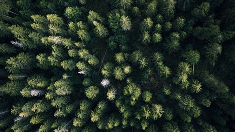 Download Wallpaper 1280x720 Forest Aerial View Trees Green Overview Hd Hdv 720p Hd Background