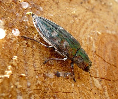 How Wood Eating Beetles Help Nature Recycle