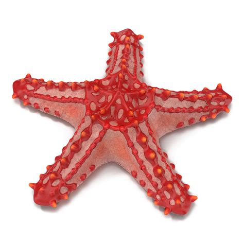 3d Red Knobbed Starfish