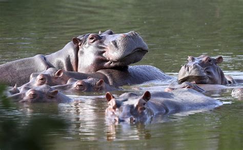 Animal Advocates Urge Feds To Put Hippo On Endangered Species List