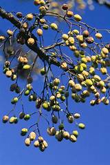 The initial evidence obtained through a constitutional violation is the poisonous tree. Chinaberry Tree | Arizona Poison and Drug Information Center
