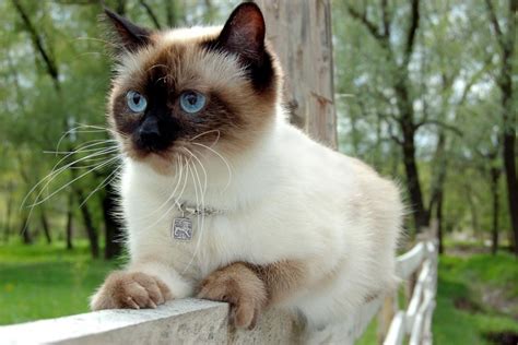 8 Types Of Siamese Cats Lovetoknow