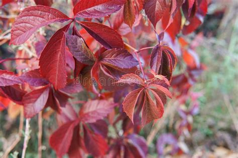 Dark Red Leaves On A Tree In Autumn Macro Photo Stock Photo Image Of