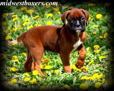 Find bullboxer pit puppies and dogs from a breeder near you. Kansas City Star | Classifieds | Dogs | AKC Boxer Puppies!