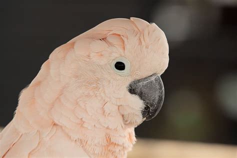 Pink Parrot Portrait Stock Photo Image Of Beak Alert 46802658