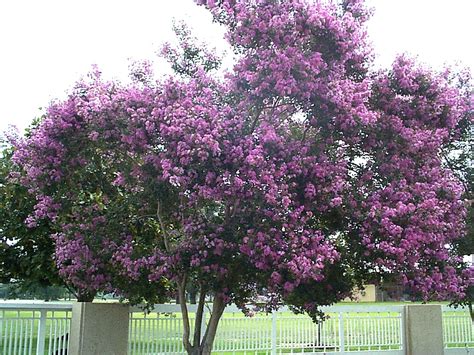 Nonstop flowering typically from early summer to fall and nearly all year if given enough light and warmth. Ayuda