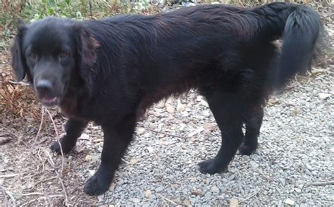 Black labrador retriever dog panting with tongue. (Ad) Big black male long haired retriever missing on ...