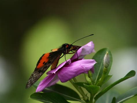 Pozadine Za Desktop Biljke Leptir Na Cvijetu