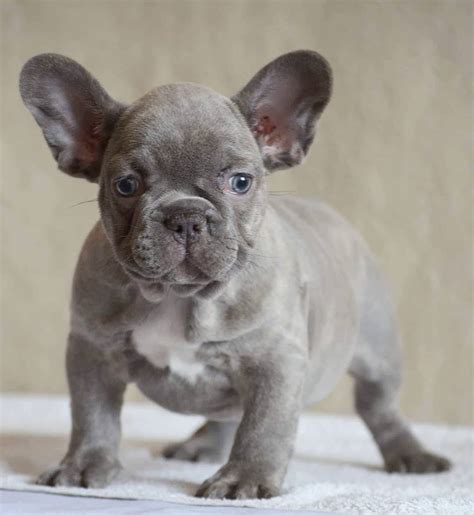 Lilac french bulldog stud ship overnight to anywhere in the usa every breeding comes with a guarantee overnight shipping all breeding guaranteed. Lilac French Bulldog-What Do You Need To Know? - French ...