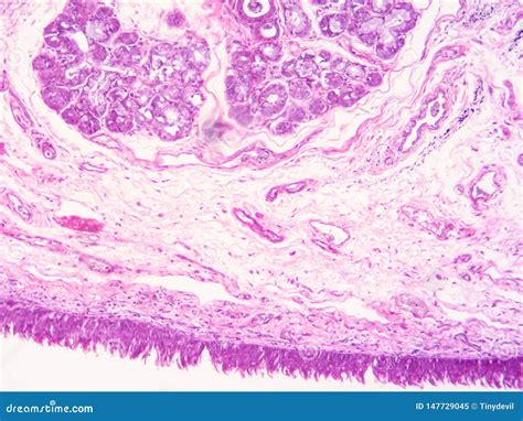 Histology Of Epiglottis Human Tissue Royalty Free Stock Image